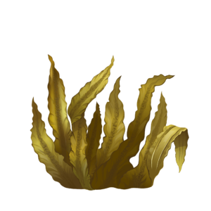 Brown Algae